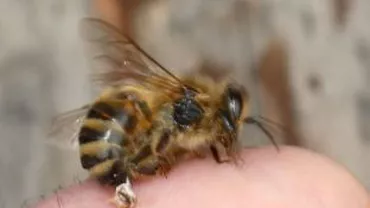 Vaslui: Un bărbat a murit în urma unui şoc anafilactic provocat de o înţepătură de albină