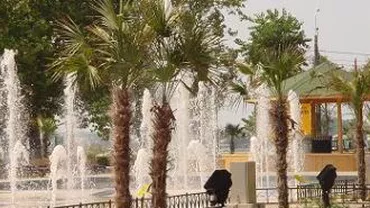 24 de palmieri, furați din localitatea Eforie: Nu se cunosc făptașii