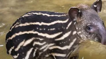Timișoara: La grădina zoo poate fi văzut singurul tapir din țară