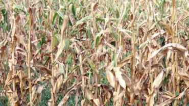 Noi scumpiri în toamnă: Prețul la carne va fi majorat din cauza secetei