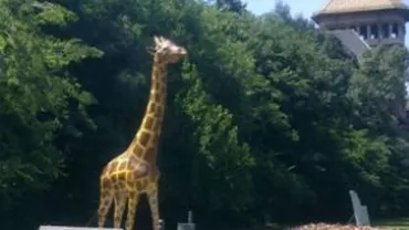 Girafa vandalizată de la Antipa va fi restaurată și reinstalată în fața muzeului