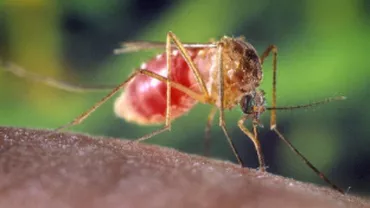 O femeie din București a murit după ce a fost diagnosticată cu virusul West Nile