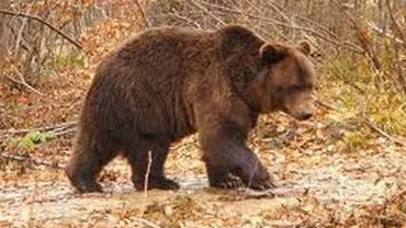 Urs brun, monitorizat prin GPS de către WWF, omorât de braconieri