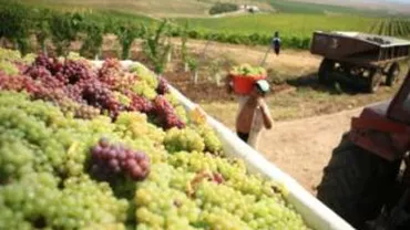 S-a dat startul culesului de struguri în Arad: Producţia va fi mai mică cu 25% față de 2011