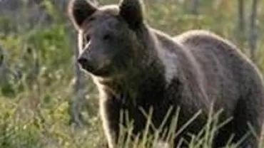 Uluitor: O a cincea persoană a fost atacată de urs în Dâmboviţa, la câteva ore după ce un alt bărbat a fost ucis