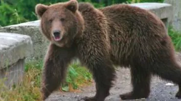 Un alt urs a atacat o fermă din Suceava