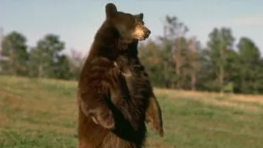 Urșii continuă să provoace panică: Doi pădurari au fost atacați în localitatea Corbeni din Argeș. Ursul a fost ucis