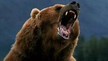 Isteria urșilor continuă: Luni dimineață, urșii au atacat și omorât doi viței în două comune diferite din Dâmbovița