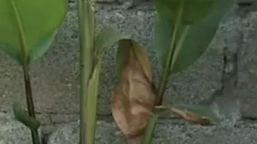 Minunea din Târgu Jiu: Chipul lui Iisus a apărut pe frunza uscată a unei flori (VIDEO)