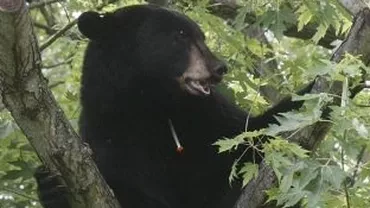 Soluția Ministerului Mediului pentru urșii care terorizează populația: Mâncare mai multă și monitorizare