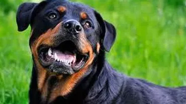 Clujean condamnat la 6 luni de închisoare cu executare, după ce câinele său a muşcat un copil