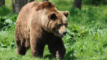 Un cioban a fost atacat de un urs în județul Harghita