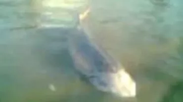 Cercetați pentru braconaj: Doi pescari au intrat în atenția autoritățiilor după ce au prins, în Dunăre, un morun de aproximativ 150 de kilograme (VIDEO)