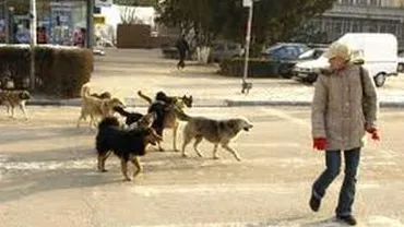 Fetiţă de 9 ani, muşcată de o haită de câini, într-un cartier rezidențial din Bacău