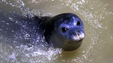 O focă de Kaliakra, specie pe cale de dispariție, a fost fotografiată în largul Mării Negre (FOTO)