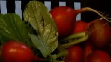 Cine schimbă România - Salvarea agriculturii tradiţionale, printr-o idee japoneză: Afacerea cu produse bio