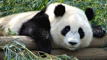 Strămoșii urșilor panda au trăit în Europa, în peninsula iberică