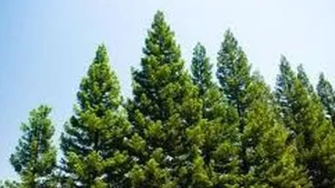 Harghita: Un bărbat de 33 de ani a murit în timp ce încerca să taie un brad dintr-o pădure