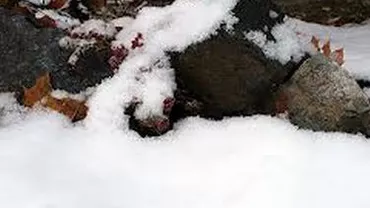 Vaslui: Un bărbat a fost găsit mort în zăpadă la marginea unei localități