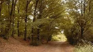 Timiş: Tânăr care dispăruse de acasă de câteva zile, găsit înjunghiat la marginea unei păduri