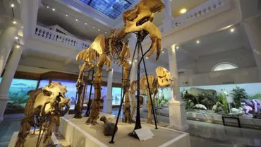 Muzeul Antipa va fi închis până joi, pentru lucrări de renovare