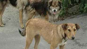 Institutul Matei Balș: Peste 16.000 de oameni au fost mușcați anul trecut de câini în București