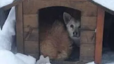 Târgovişte: O femeie a murit după ce câinele său a muşcat-o de gât, mâini şi picioare