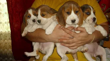 Timișorenii care locuiesc la bloc și au mai mult de două animale de companie vor fi amendați