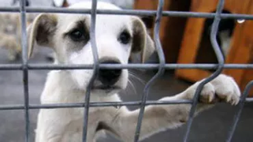 Senatul a adoptat inițiativa legislativă prin care doar câinii bolnavi incurabil, declarați ca atare de un medic, pot fi eutanasiați