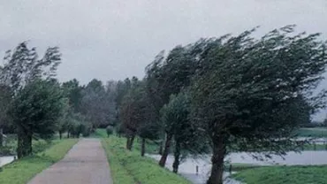 Circulația rutieră între Poiana Brașov și Râșnov, întreruptă din cauza unui copac căzut pe carosabil