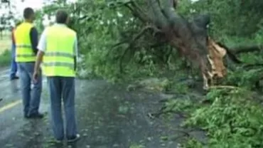 Vânt puternic în București: Un copac a căzut peste 4 mașini, în Banu Manta