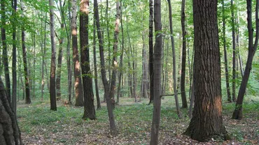 Mai mulți câini au fost găsiți morți într-o pădure din județul Prahova