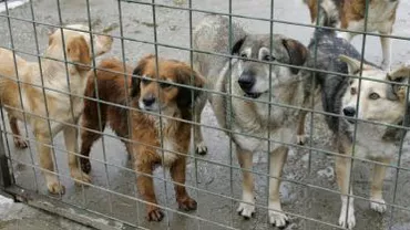 Câinii înfometați din adăpostul din Deva sunt hrăniți cu batoane pentru slăbit