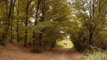 Curtea de Conturi: O femeie din Maramureș a revendicat aproximativ 9.000 de hectare de pădure, invocând un certificat de moștenitor care-i lăsa un pat şi bunuri de uz casnic