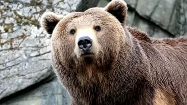Un bărbat din județul Maramureș a fost atacat de un urs