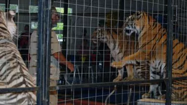 Angajații unui circ ambulant, înjunghiați în București