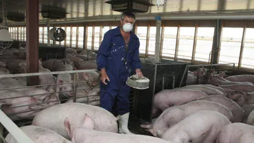 Satu Mare: Peste 2.000 de porci de la o fermă din Carei au murit într-un incendiu. Pagubele se ridică la 10 miliarde de lei