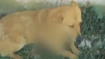 Caz șocant în Tâgoviște: Un tânăr a înjunghiat mortal un câine, în plină stradă (VIDEO)