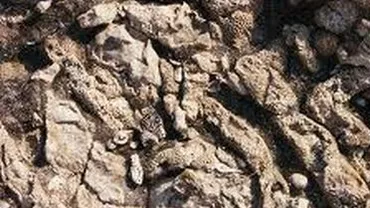 Vaslui: Arheologii au descoperit fosile de la un animal preistoric, vechi de şase milioane de ani