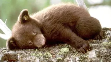 Un pui de urs rănit și abandonat a fost găsit într-o pădure din Valea Jiului