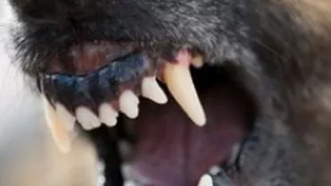 Vaslui: Bărbat spitalizat după ce a fost sfâșiat de câinele său