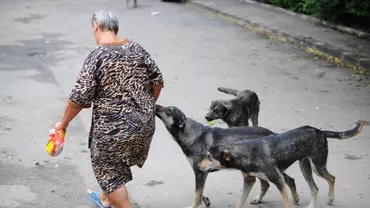 Primăria Capitalei vrea să-i amendeze pe bucureștenii care hrănesc maidanezii