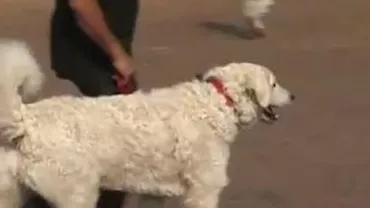 Sibiul este gazda a șase expoziții chinologice în acest weekend (VIDEO)