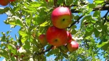 Mai mulți tulceni, acuzați de evaziune fiscală: Au făcut țuică din merele destinate elevilor prin programul ”Lapte și corn”