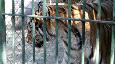 Brașov: Brațul de care a fost mușcat bărbatul atacat de tigru la Grădina Zoologic a fost amputat