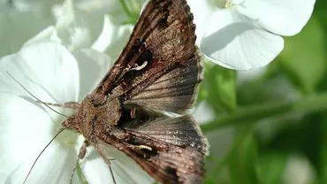 Bucureștiul, invadat de o specie de fluturi maronii, nepericuloși, veniți din nordul Africii