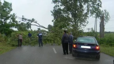 Sibiu: Trafic blocat pe DN 14 A, după ce un copac a căzut pe șosea