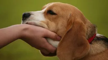 Bucureștenii care nu își declară câinii, amendați cu 3.000 lei începând cu ianuarie 2014