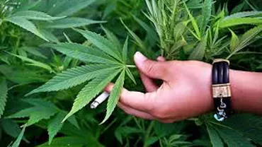 Trei traficanţi de droguri care au adus din Belgia 12 kilograme de canabis, audiaţi la DIICOT