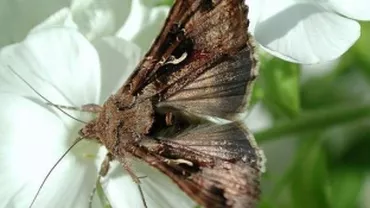 Expoziţia de fluturi tropicali vii de la Muzeul Antipa se prelungeşte până pe 18 august